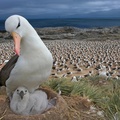 Black-Browed Albatross with chick, Falkland Islands